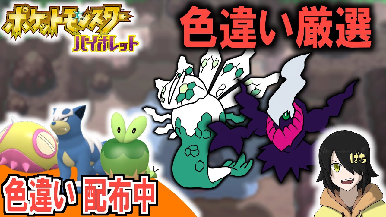 【SV色違い配布中】お盆休み色厳選【どんぱち】