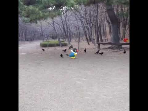 페라페 ( Chatot ) ペラップ ( 聒噪鳥 )