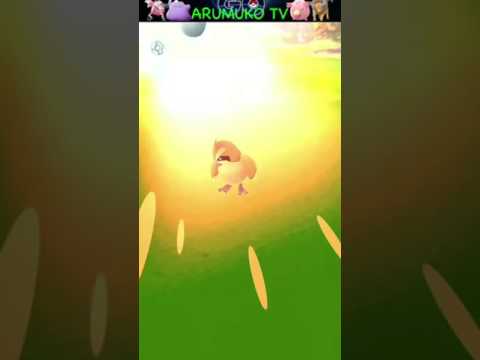 ポケモンGO ポッポ、コラッタGET!そして、、
