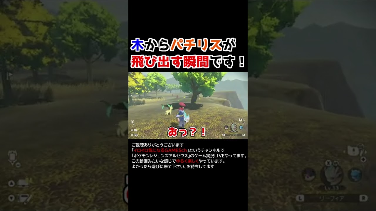 木からパチリスが！【Pokémon LEGENDS アルセウス】