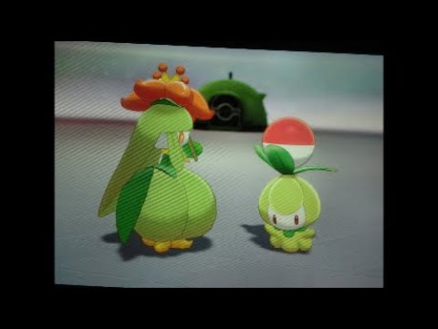 ポケモン剣・盾　迷子の迷子のチュリネちゃん