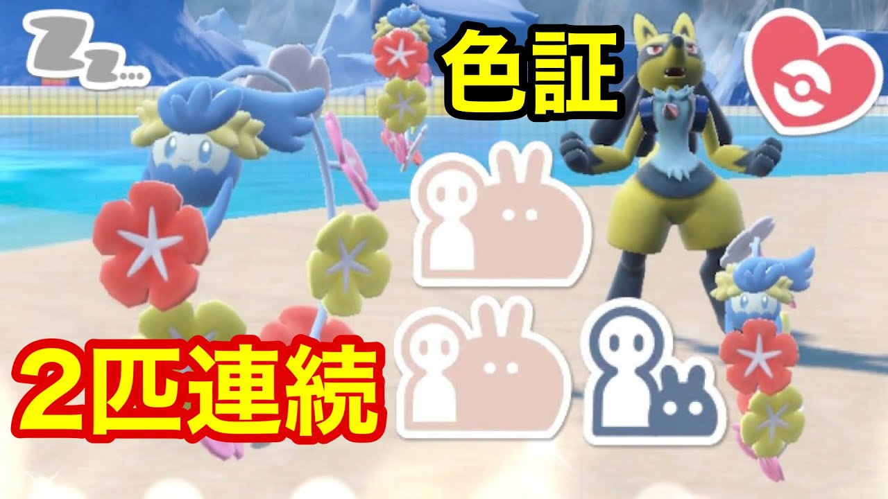 【色証】２匹連続でサイズ証色違いキュワワーと最大サイズのダブル証色違いルカリオを厳選！！【ポケモンSV】【４大サマーイベント】