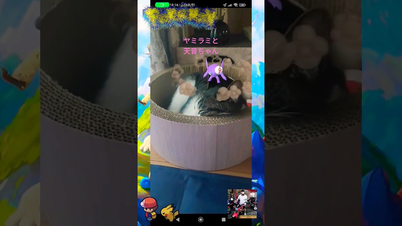 【Pokémon GO期間限定レイド】メガヤミラミを撃破せよ「保護猫アマネちゃんの上に出現！？」7月6日(木)10:00まで