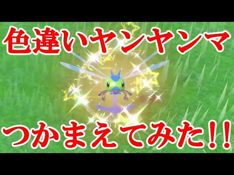【ポケモンSV】色違いヤンヤンマつかまえてみた！！