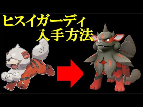 【ヒスイの姿】ヒスイガーディを最速で入手する方法【Pokémon LEGENDS アルセウス】【レジェンズ アルセウス】【PLA】
