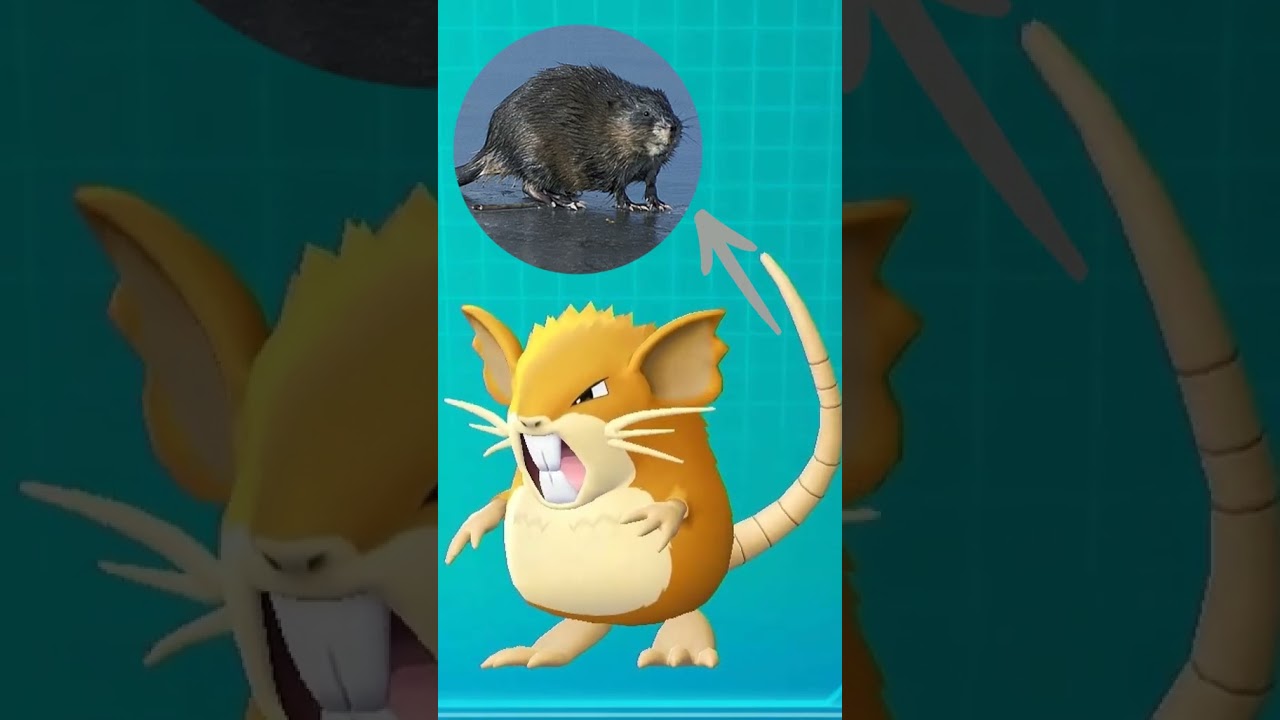Raticate - Inspiração - #pokemon #rattata #raticate