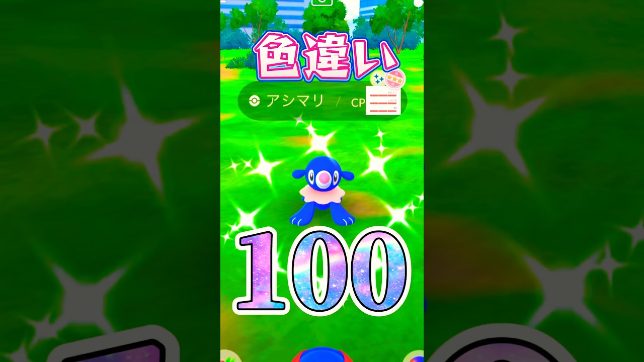 【色違い100%】しかも♀、出ました。　#ポケモンgo #ポケモン #アシマリ #アシレーヌ　#コミュニティデイ #コミュデイ #shorts