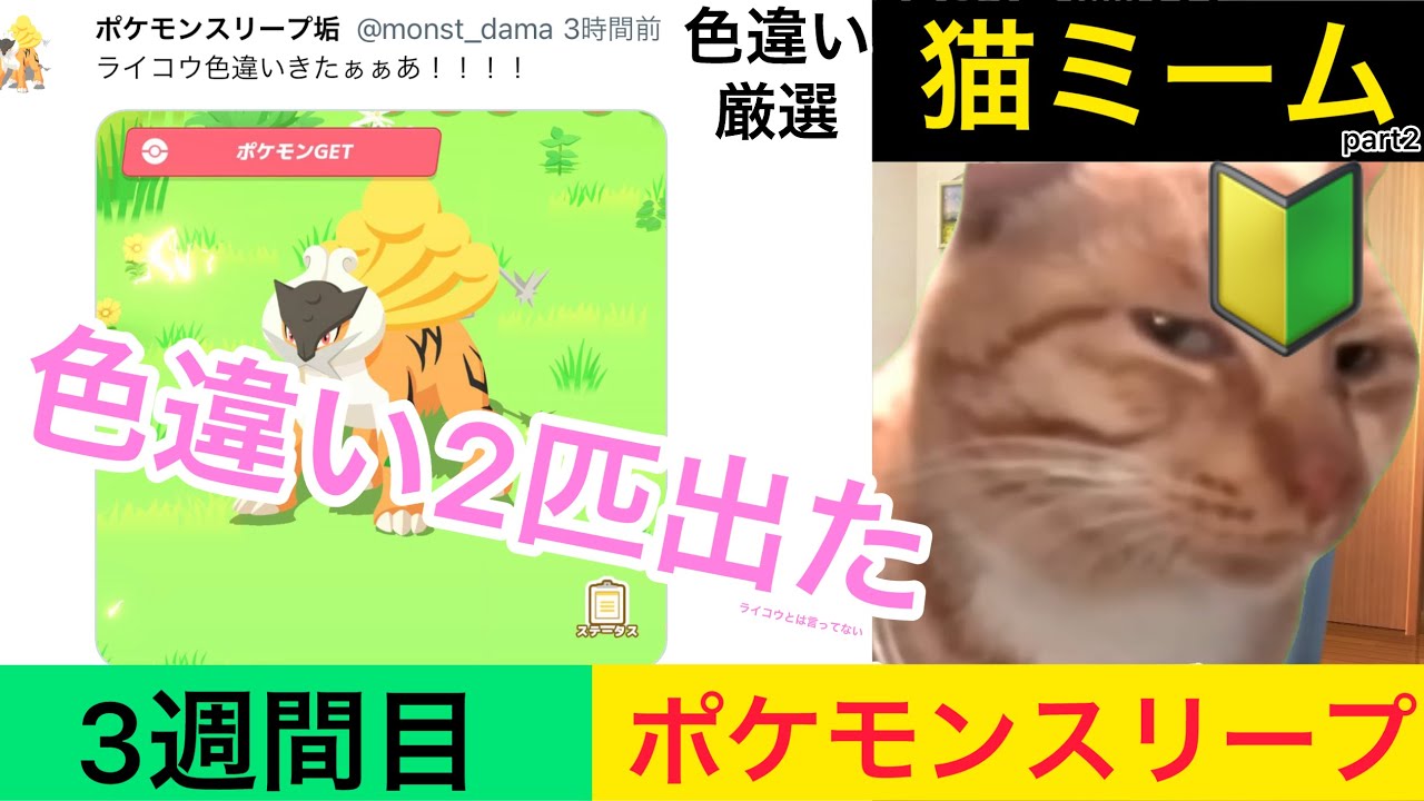 ライコウ色違い厳選【ポケモンスリープ】【初心者】【猫ミーム】