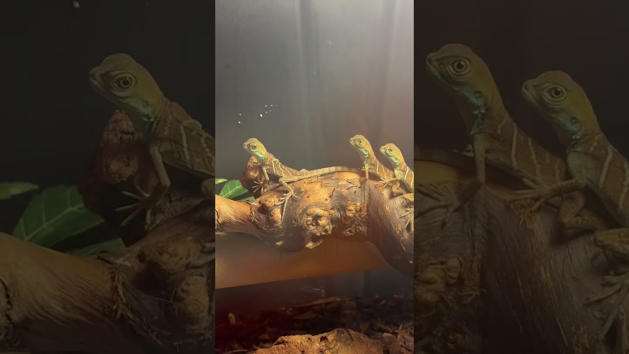Newly Hatched Baby Chinese Water Dragons are Available For Sale! #ptychodus #pterodon #reptile
