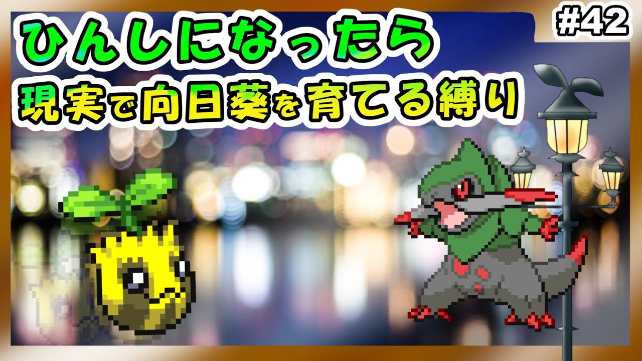 【#42】ヒマナッツがひんしになる度に現実で向日葵を育てる縛り（ホワイト2ver）