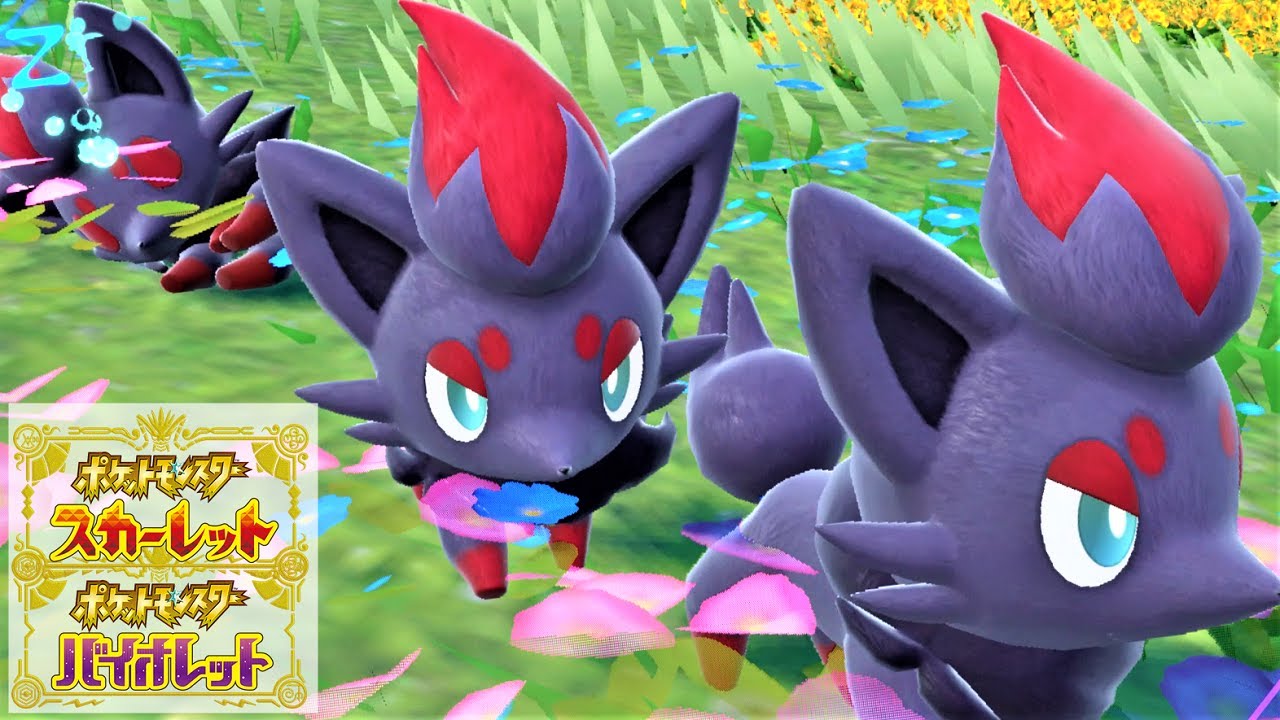 【可愛い】ゾロア６匹に囲まれて癒されピクニック【ポケモンSV】