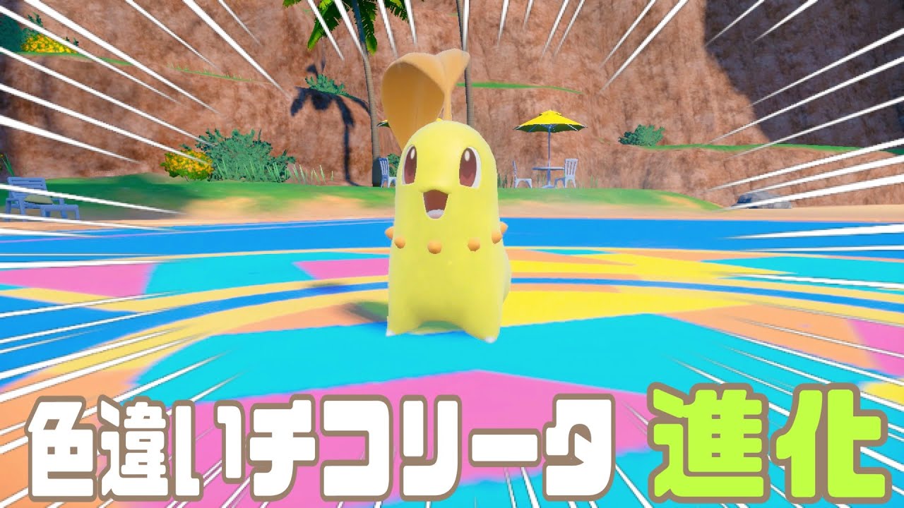 可愛い過ぎる♡色違いチコリータを進化！【ポケモンSV】