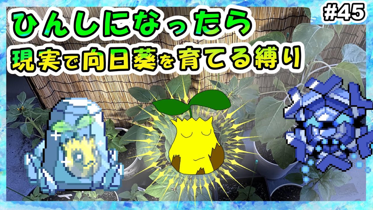 【#45】ヒマナッツがひんしになる度に現実で向日葵を育てる縛り（ホワイト2ver）