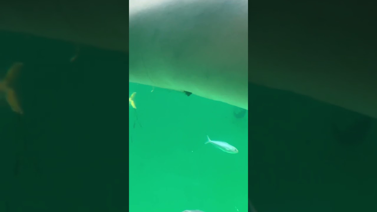 ジュゴンを見てきたよ