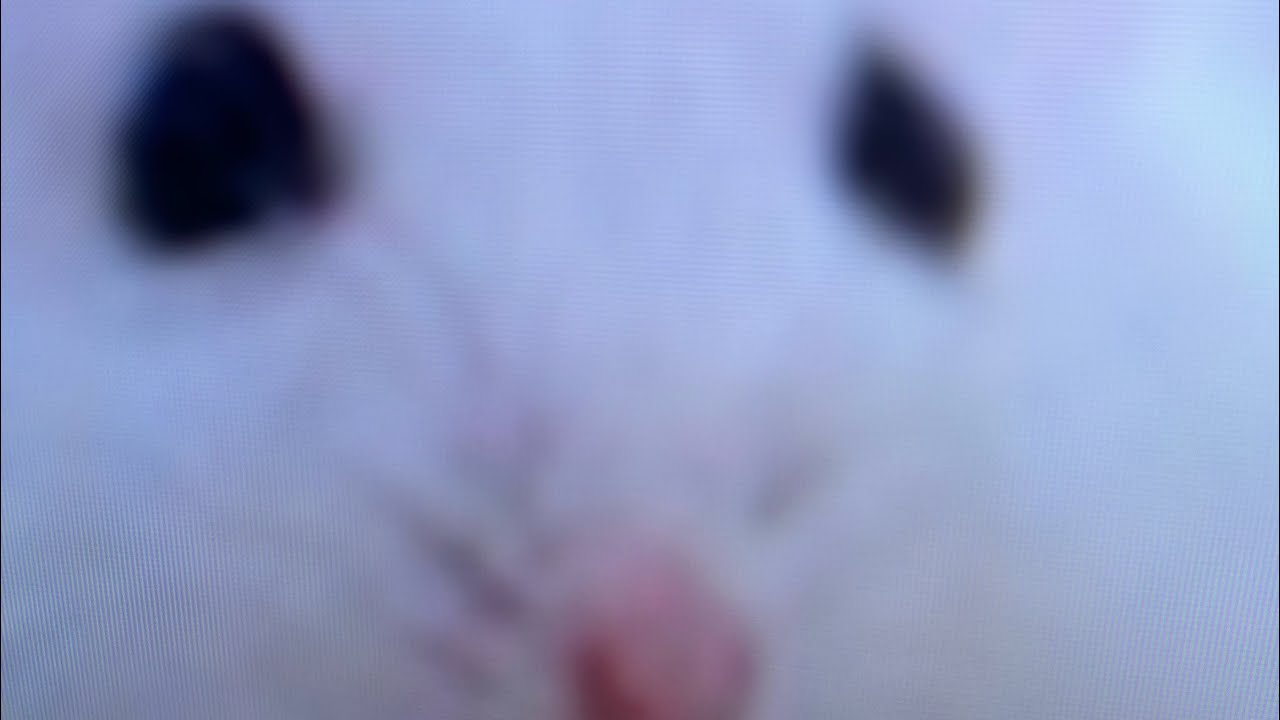 ストレス発散V1(純白の天使ラフレシア￼)