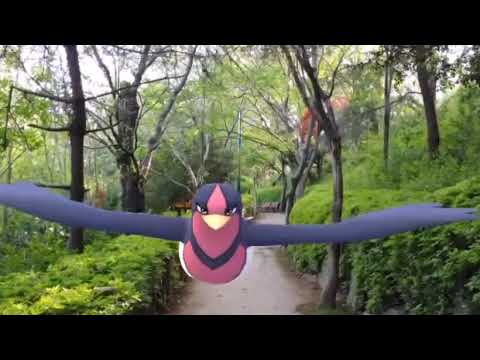 스왈로 ( Swellow ) オオスバメ ( 大王燕 )  (16:9)