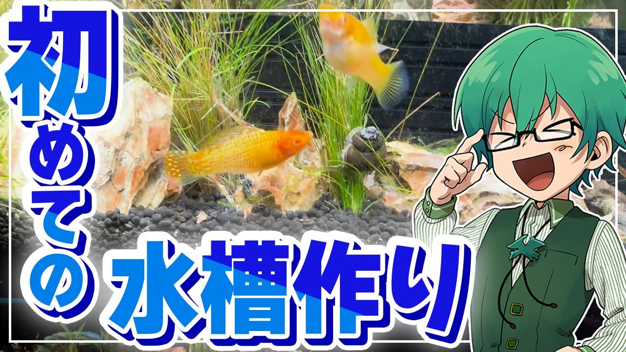 【水槽立ち上げ】アクアポニックス水槽を初めてみた！