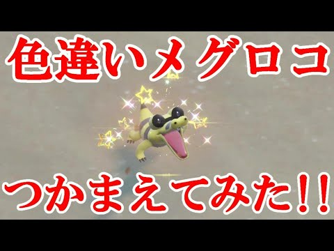 【ポケモンSV】色違いメグロコつかまえてみた！！