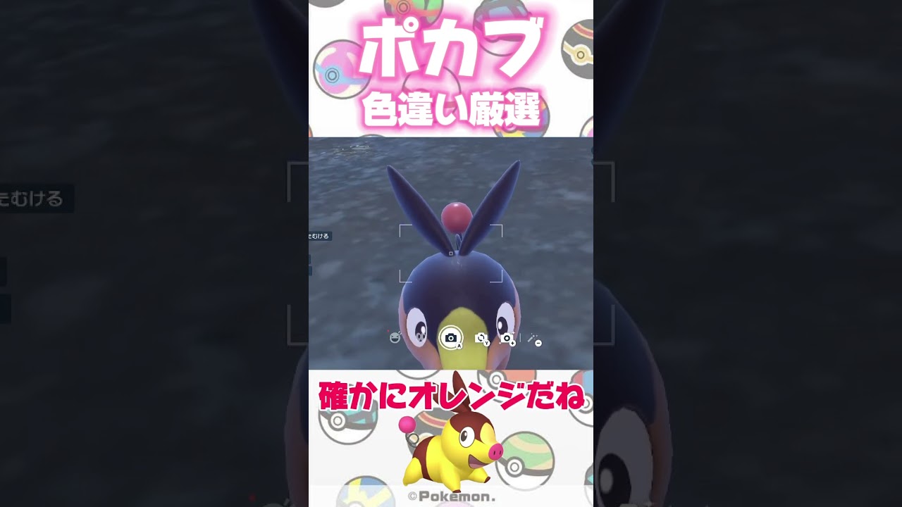 【ポケモンSV】ポカブの色違いはここがピンクだ！ #ポケモン