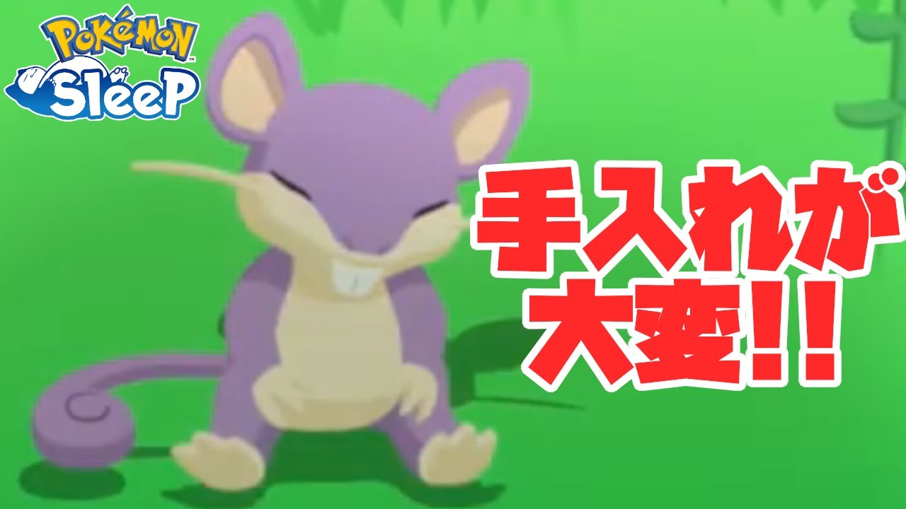 コラッタの前歯の管理が大変すぎる【ポケモンスリープ】