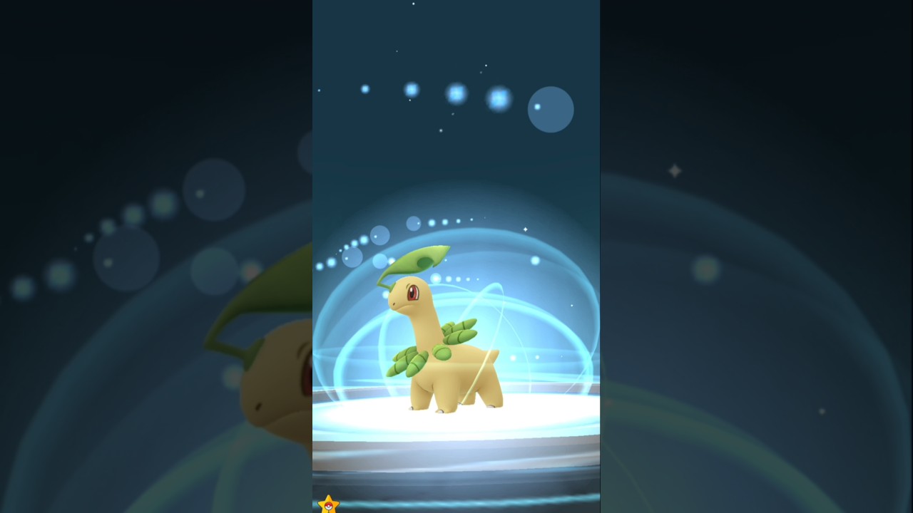 Bayleef Evolve In ❓️ | PokemonGo Gameplay Video | #pokemon | Bayleef Evolve In Meganium #pokemongo