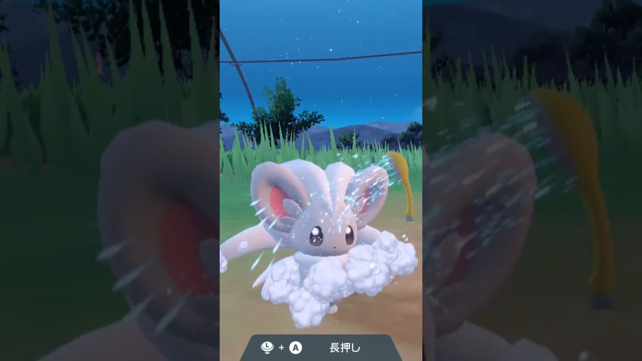 チラチーノ Cinccino【ポケモンsv】