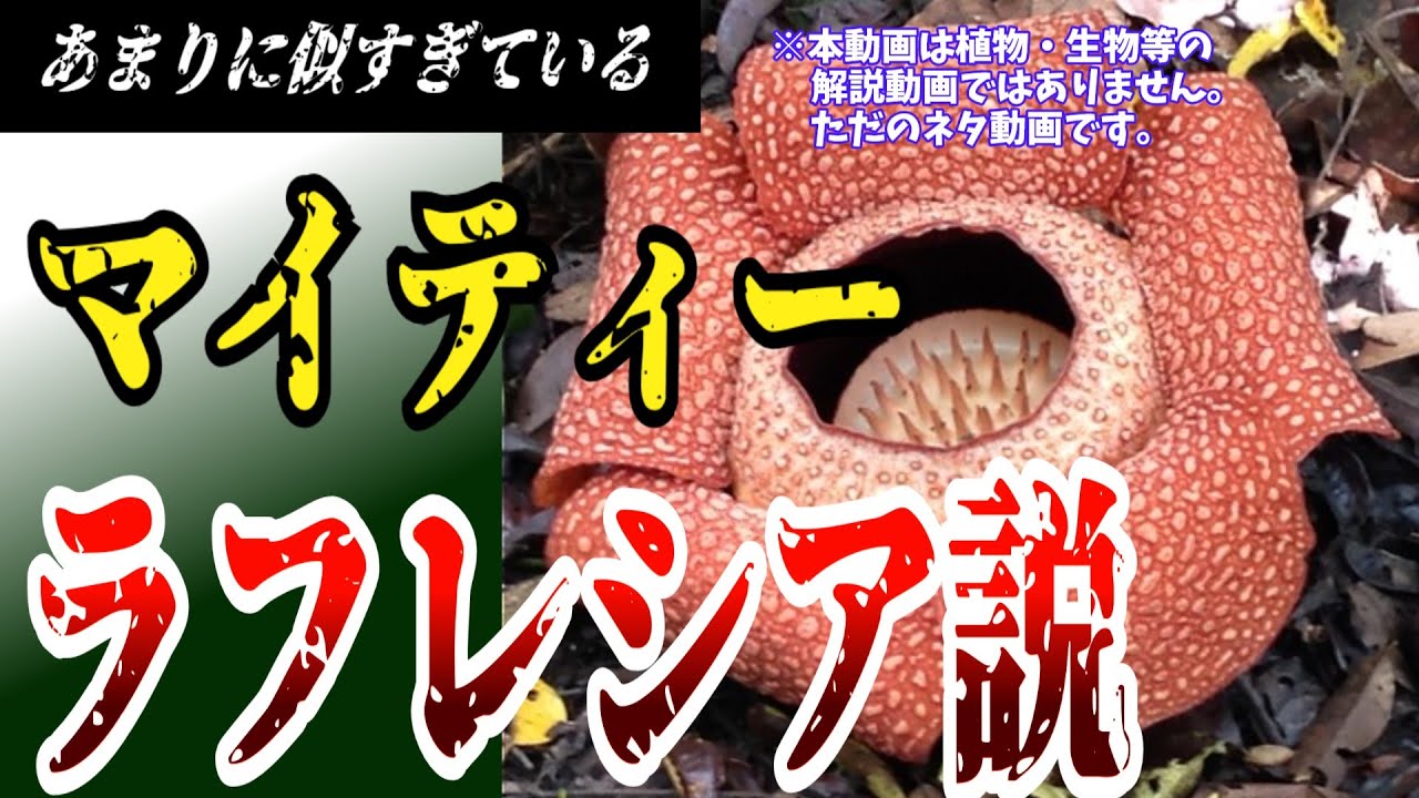 【ゆっくり解説】マイティーやり込み擁護（？）シリーズ　マイティー氏ラフレシア説を提唱してみた
