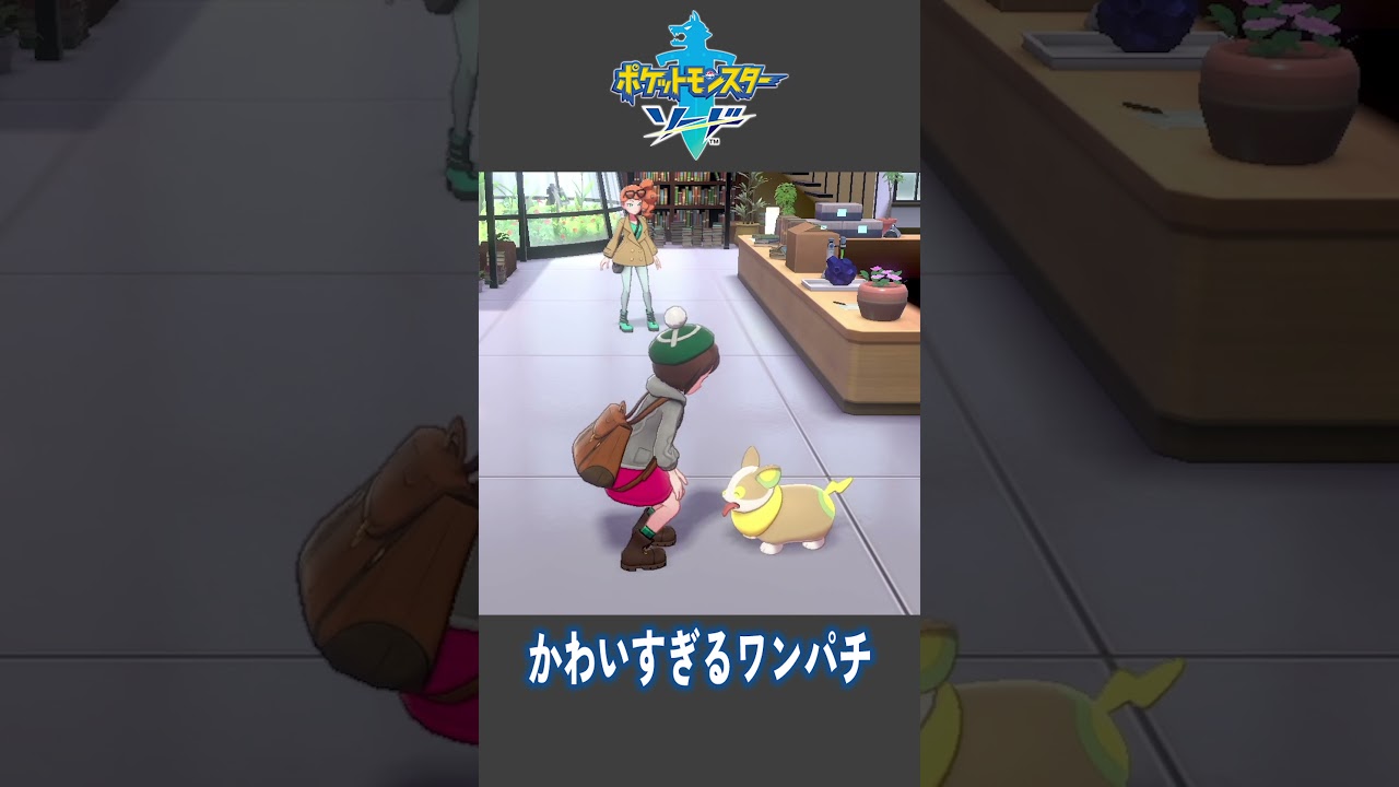 かわいすぎるワンパチ【ポケットモンスター ソード】【#Shorts】【#2】