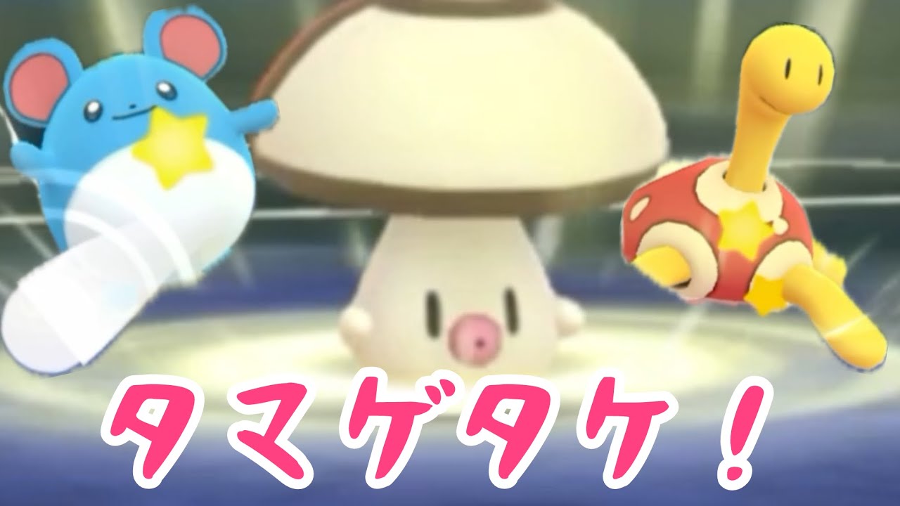 【タマゲタケ！】マリルツボツボ対策の対策！【ハロウィンリトル】