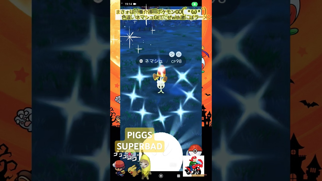 【Pokémon GO】野良きのこ注意！色違いネマシュGETだぜっ！「夜勤明け目覚め飯青森津軽煮干ラーメン」feat.最近のポケモンGOwith保護猫天音ちゃん新しいお部屋組立前フレンズ