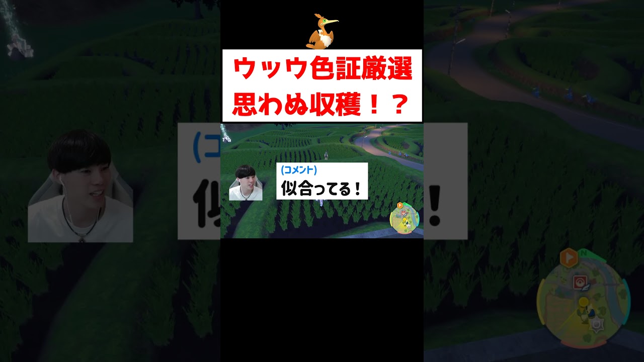 ウッウ色証厳選 #ゲーム実況 #shorts #ポケモン #ポケモンSV #ウッウ