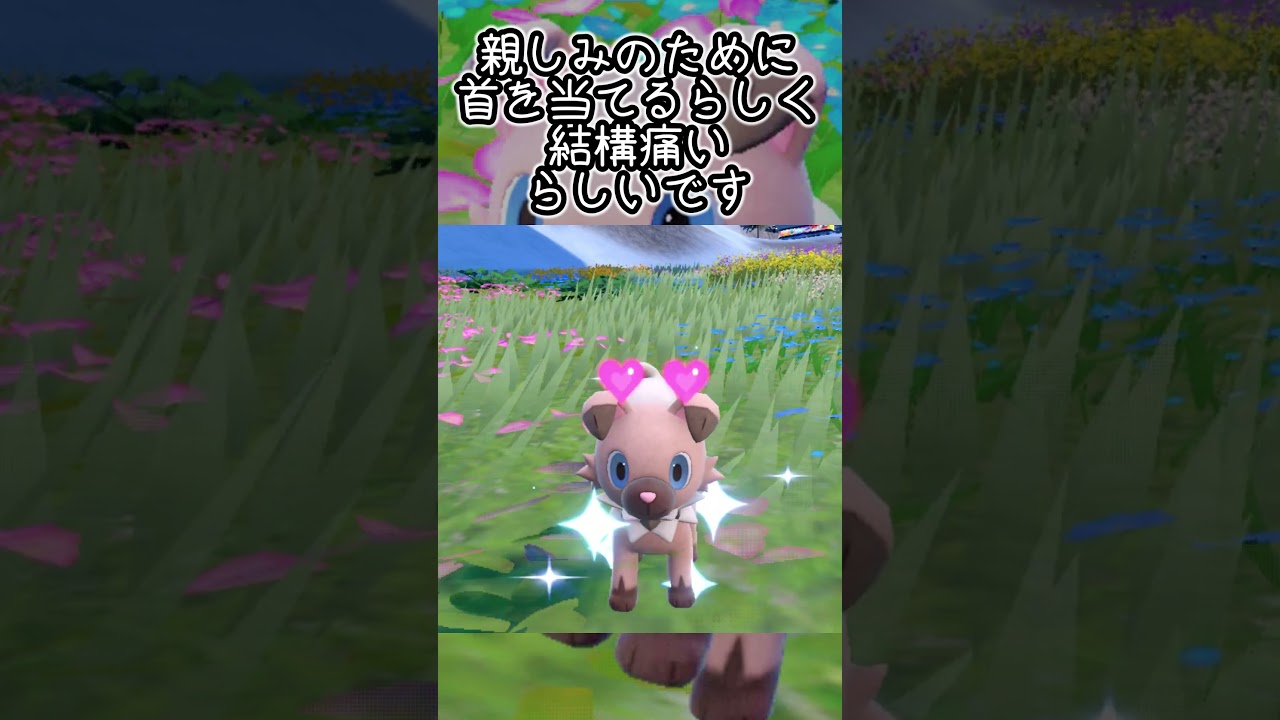 【疲れた人向け】イワンコ6匹とピクニック【ポケモンSV】#Shorts