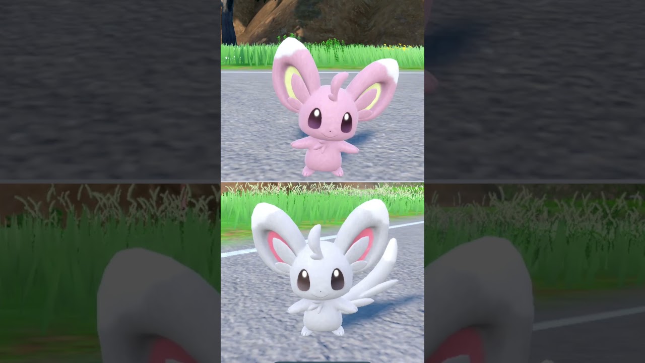 #チラーミィ  #ポケモン  #minccino  #pokemonscarletandviolet