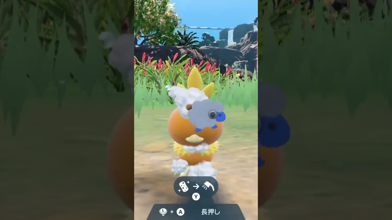 アチャモ Torchic【ポケモンsv】