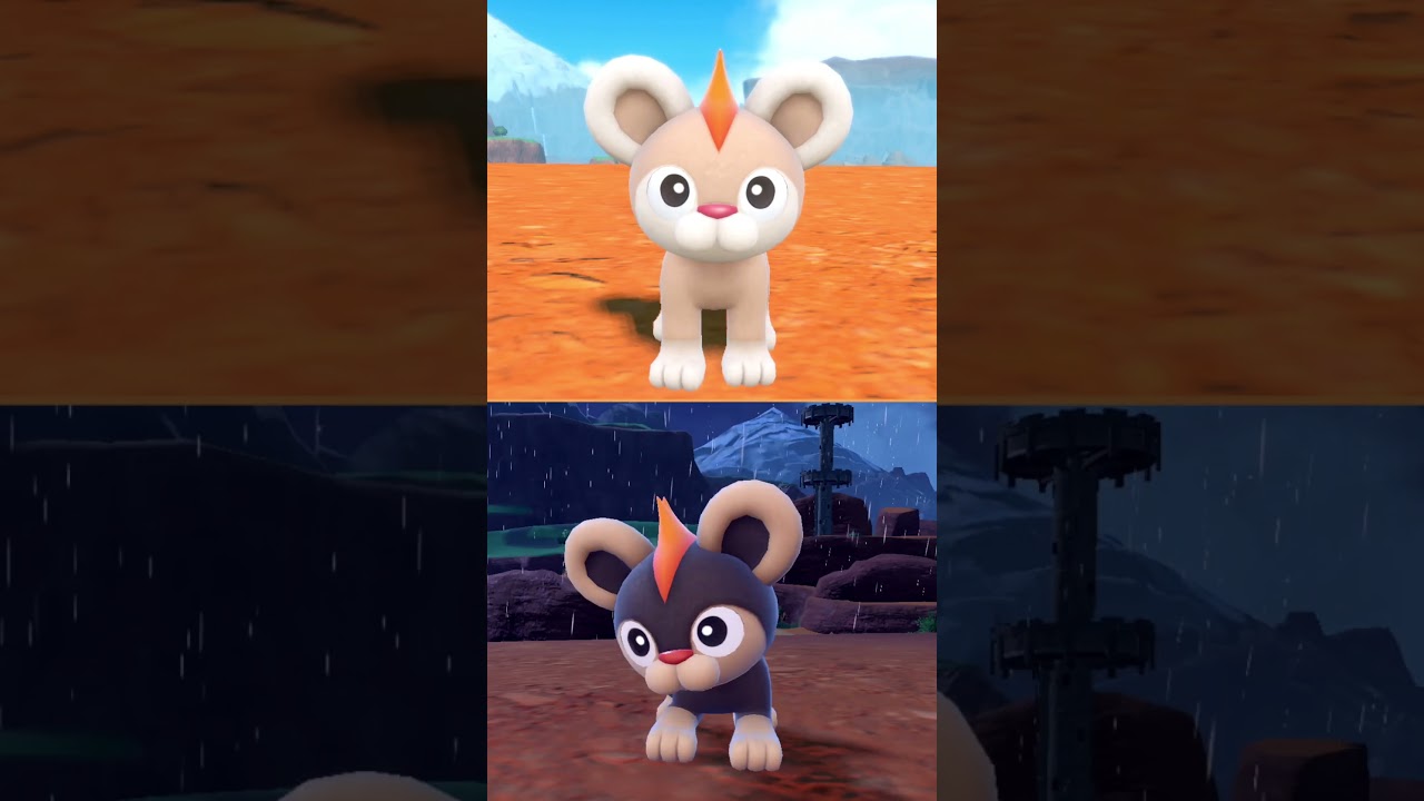 #シシコ  #ポケモン  #litleo  #pokemonscarletandviolet