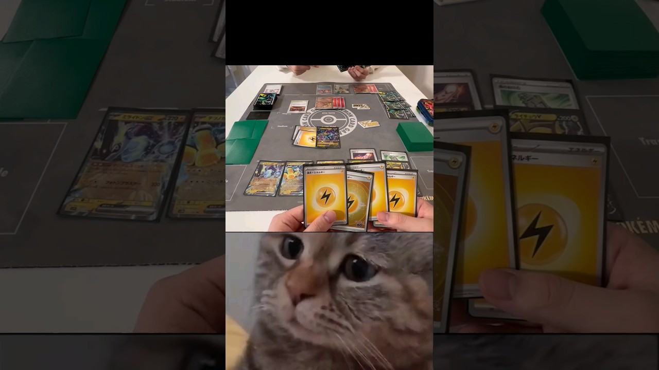 【ポケカ】chipi chipi chapa chapa #cat #cute #chipichipi #pokemon #pokemoncards #shorts