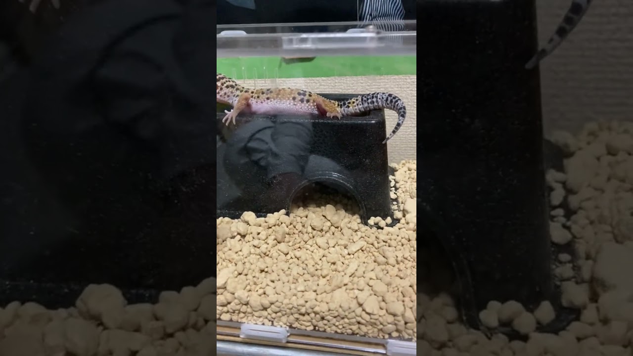レオパ「ぽんちゃん」♀【初心者】【飼育】#15ショート