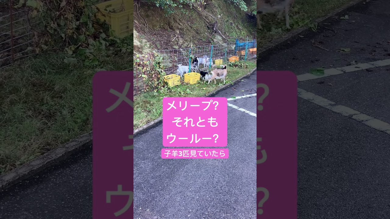 ん？メリープ⁇ウールー⁉️それとも…他にいるかな？【ポケモンGO】#shorts #trending #love