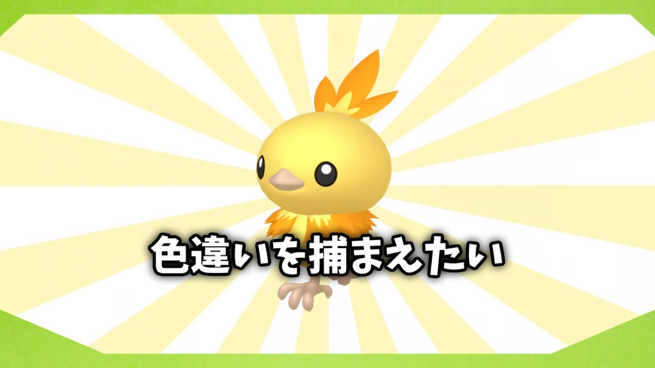 緊急！アチャモの色違い探し！【ポケモンSV】