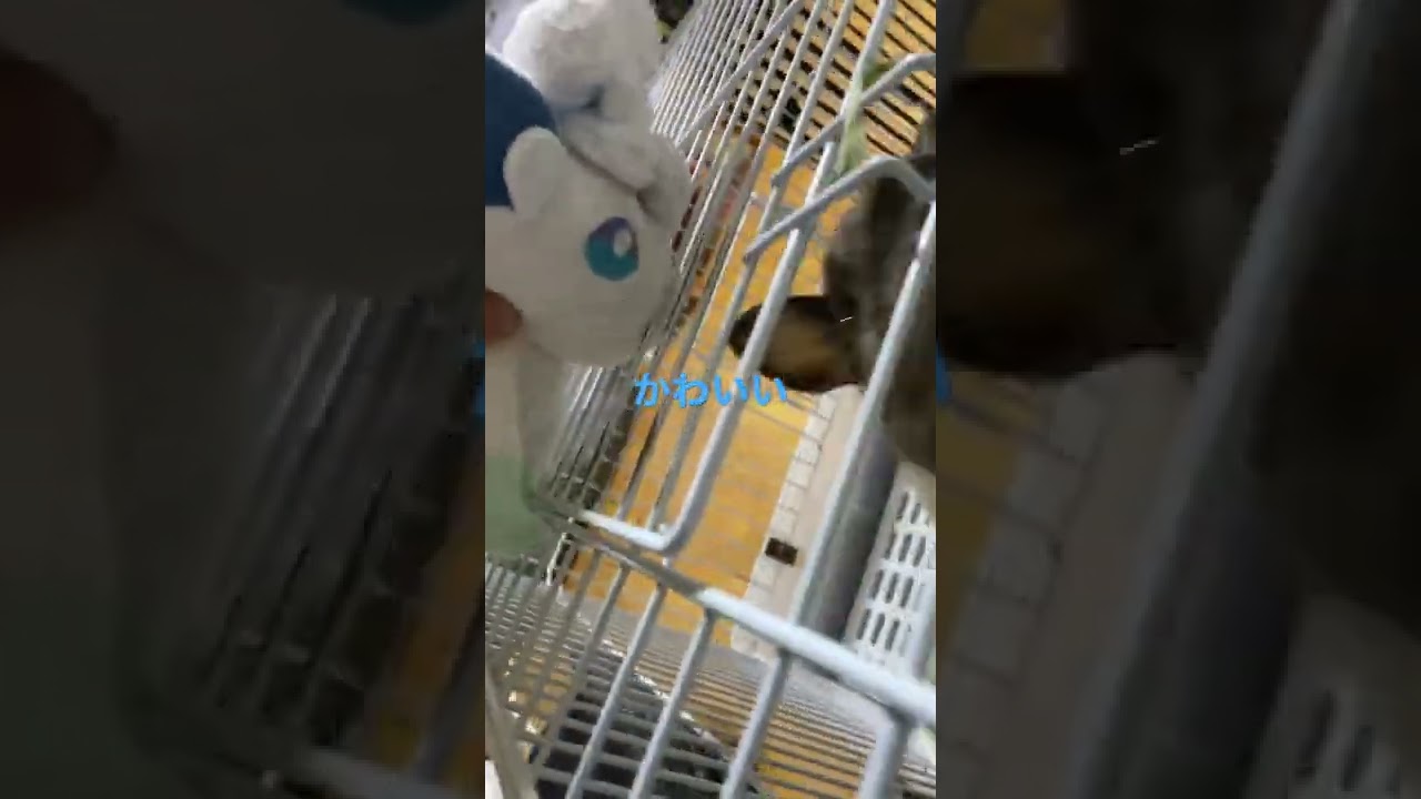 ロコン(アローラの姿)に興味津々のネザーランドドワーフ(うさぎ)