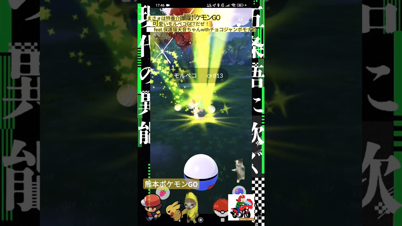 【Pokémon GO】めちゃカワ！やっとこさモルペコGETだぜっ！「ガラルフリーザーと思ったらゾロア？！」feat.夜勤明け45歳ぽてちにきwith保護猫天音ちゃんチョコジャンボモナカ・フレンズ
