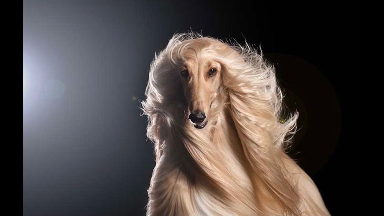 ポケモンsvベビィポケモン縛りプレイ#２【私がみんなのママよ💘】