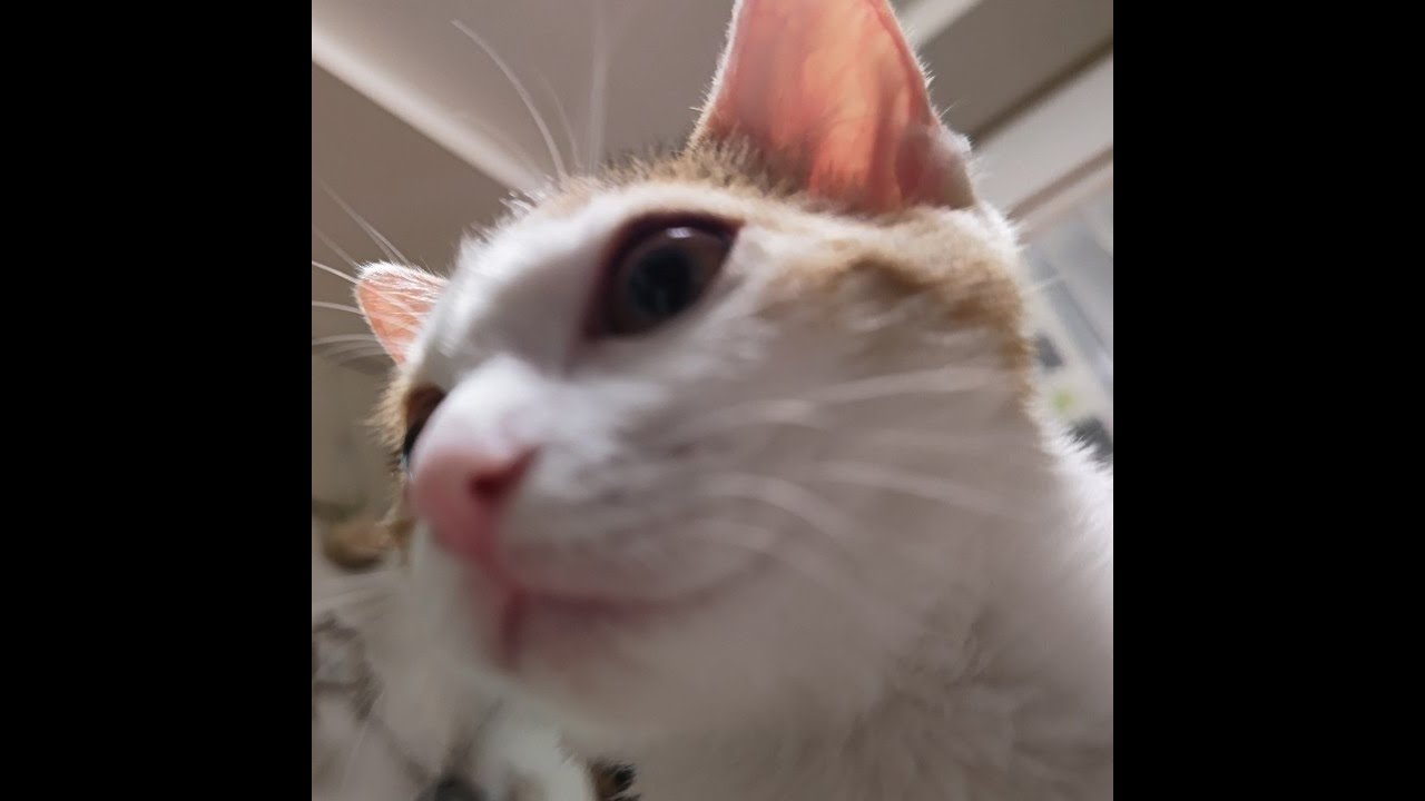 ランクしながら雑談する/@エイパムさん