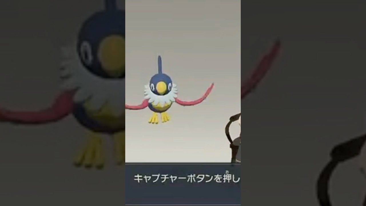ペラップの色違いゲット　#ポケモン  #shorts #ポケモンレジェンズアルセウス
