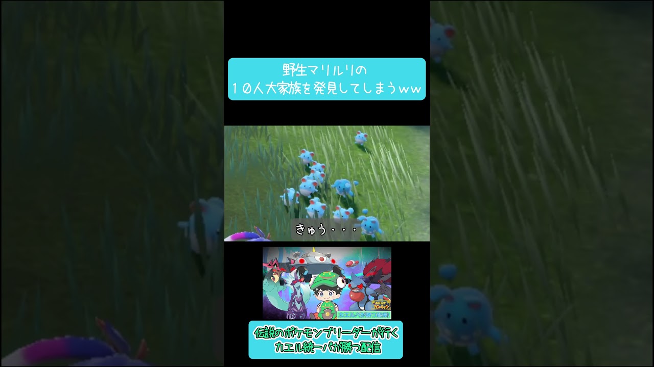 「マリルリの大家族」に遭遇したまじこれｗｗｗ #ポケモン #shorts