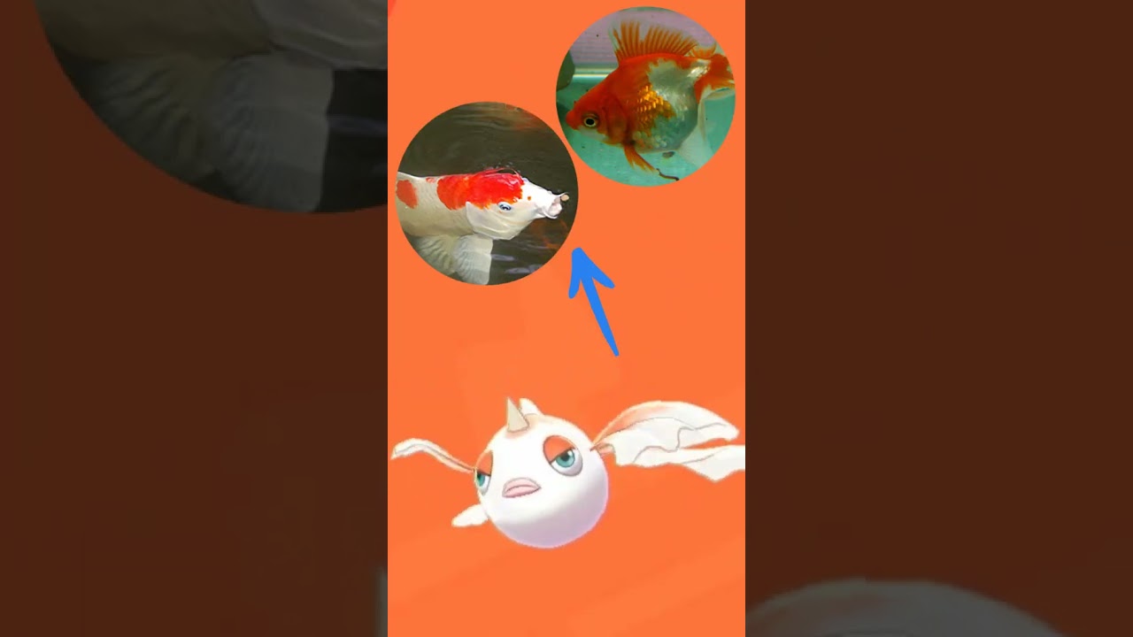 Goldeen - Inspiração - #pokemon #goldeen #seaking