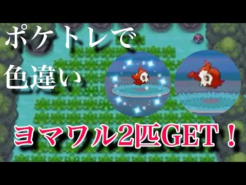【ポケトレ】色違いヨマワルを2匹ゲット！(プラチナ)shiny Dusclops