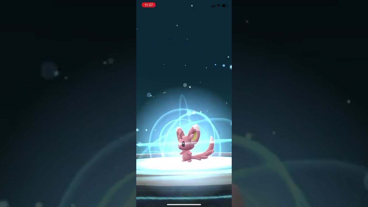 ポケモンgo 野生の色違いチラーミィゲットチャレンジ　色違いチラチーノに進化させてみた