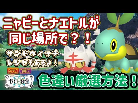 ニャビーとナエトルは同じ場所に出る？！色厳選に便利な場所をご紹介！レシピもあるよ#ポケモン #ポケモンsv #ポケモン配布 #ゼロの秘宝