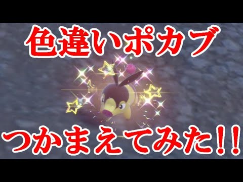 【ポケモンSV】色違いポカブつかまえてみた！！